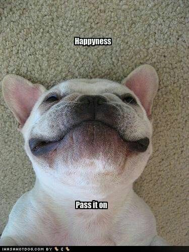 Smiling dog meme - happyness pass it on