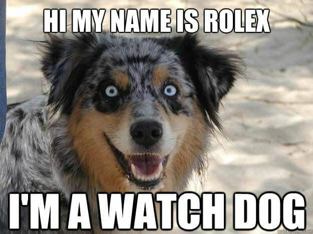 Smiling dog meme - hi my name is rolex i'm a watch dog