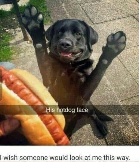 Smiling dog meme - his hotdog face. I wish someone would look at me this way