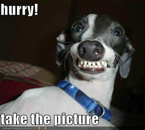 Smiling dog meme - hurry! Take the picture