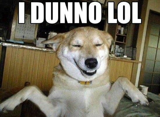 Smiling dog meme - i dunno lol