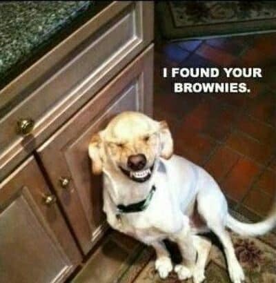 Smiling dog meme - i found your brownies