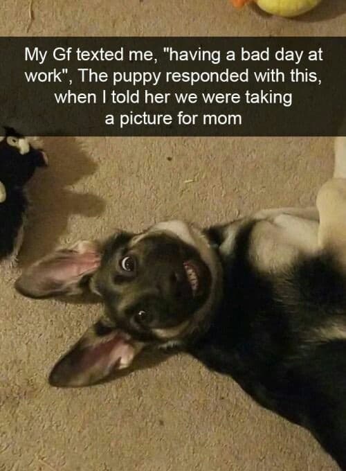 Smiling dog meme - my gf texted me having a bad day at work. The puppy responded with this when i told her we were taking a picture for mom