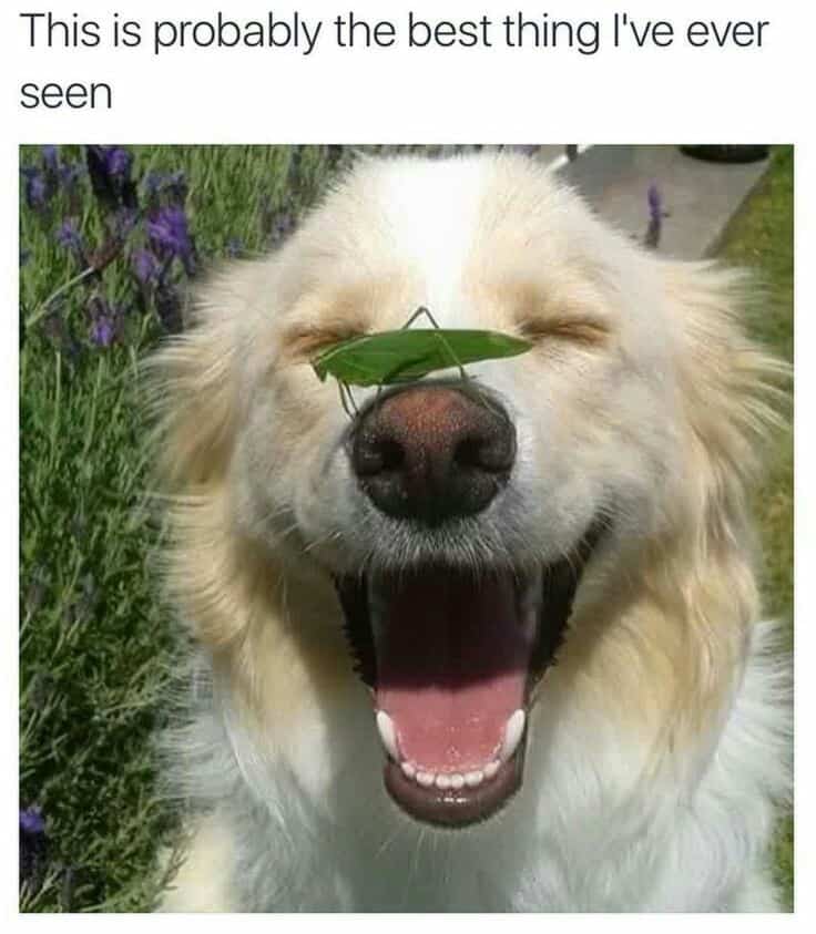 Smiling Dog Meme - This is probably the best thing I've ever seen