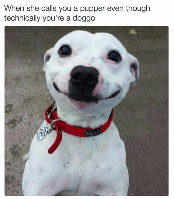 Smiling dog meme - when she calls you a pupper even though technically you're a doggo