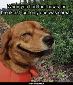 Smiling dog meme when you had four bowls for breakfast but only one was cereal 1 258x300 1