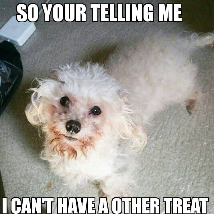 Poodle Meme - So your telling me I can't have a other treat