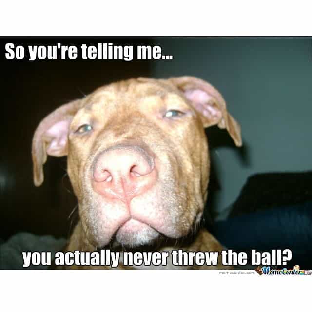 Pitbull meme - so you're telling me you actually never threw the ball