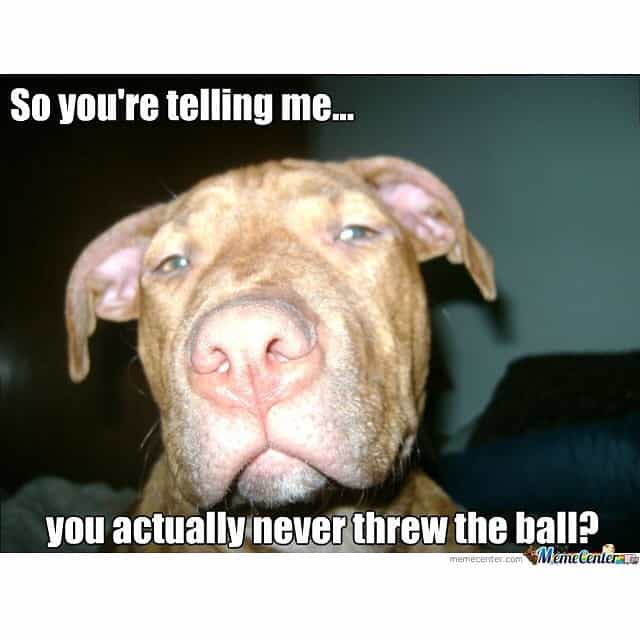 Pitbull Meme - So you're telling me you actually never threw the ball