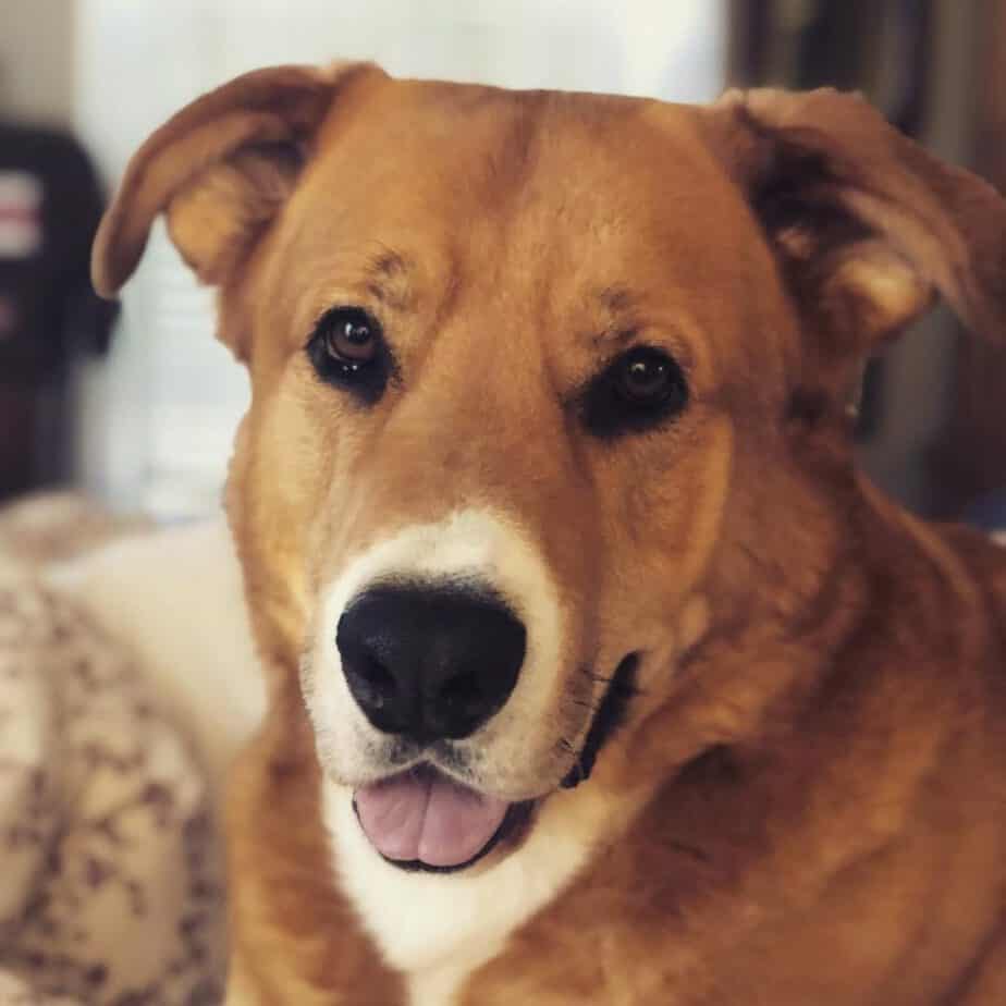 Cocker Spaniel Golden Retriever Mix