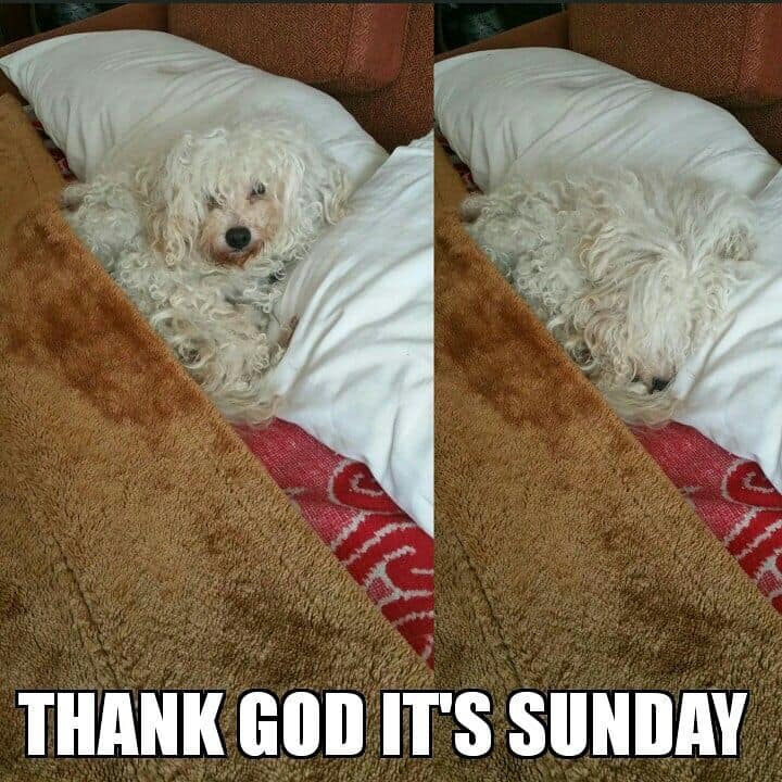 Poodle meme - thank god it's sunday