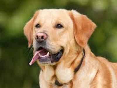 Top 20 best dog breeds to own