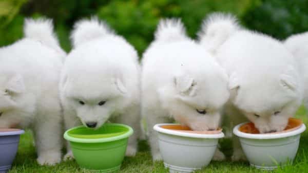 Victor active dog deals and puppy food review