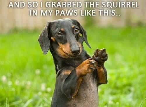 Weiner Dog Meme - And so I grabbed the squirrel in my paws like this.