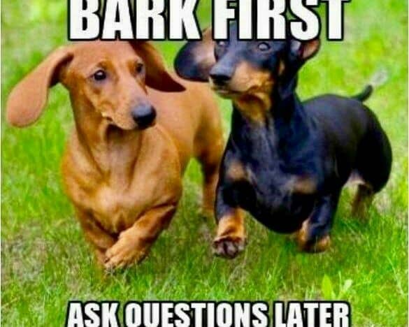 Weiner Dog Meme - Bark First ask questions later