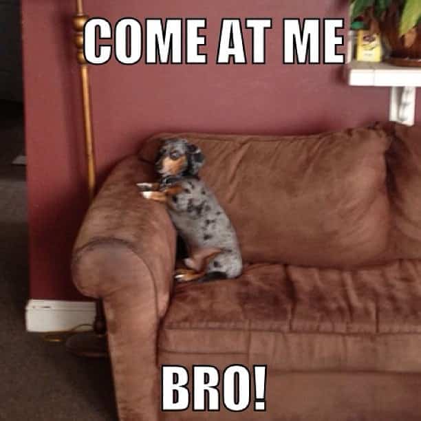 Weiner Dog Meme - Come at me Bro!