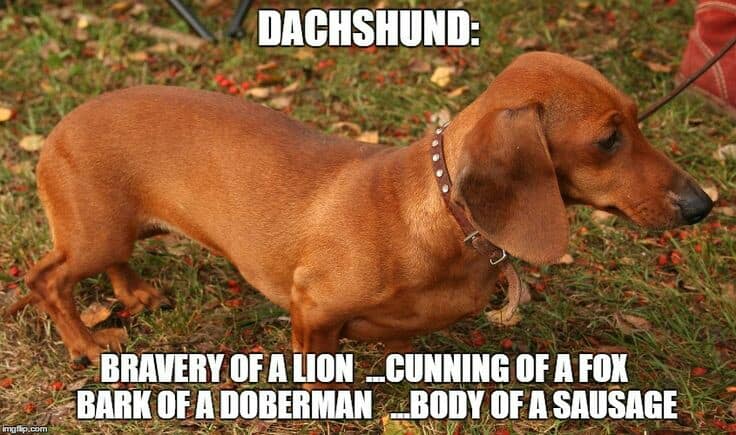 Weiner dog meme - dachshund. Bravery of a lion _cunning of a fox_bark of a doberman_body of a sausage