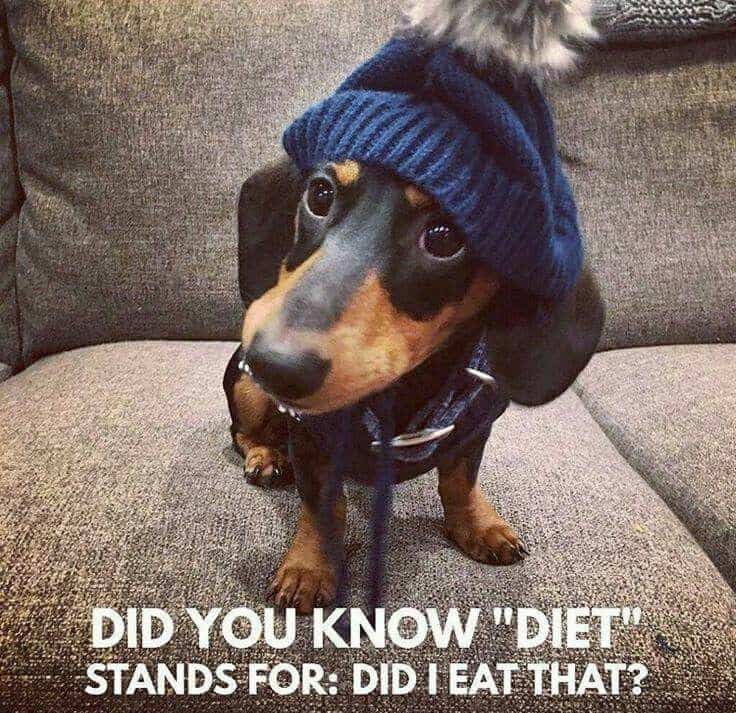 Weiner Dog Meme - Did you know diet stands for did i eat that