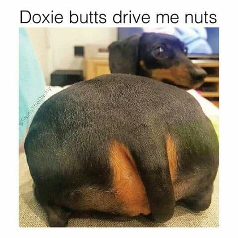 Weiner dog meme - doxie butts drive me nuts