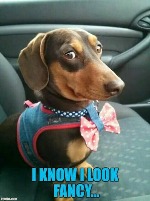 Weiner Dog Meme - I know I look fancy