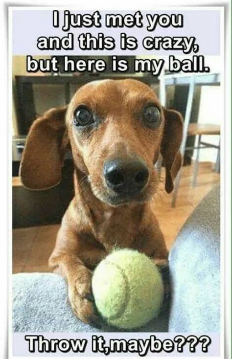 Weiner Dog Meme - I love how the grass tickles my nipples when I run.