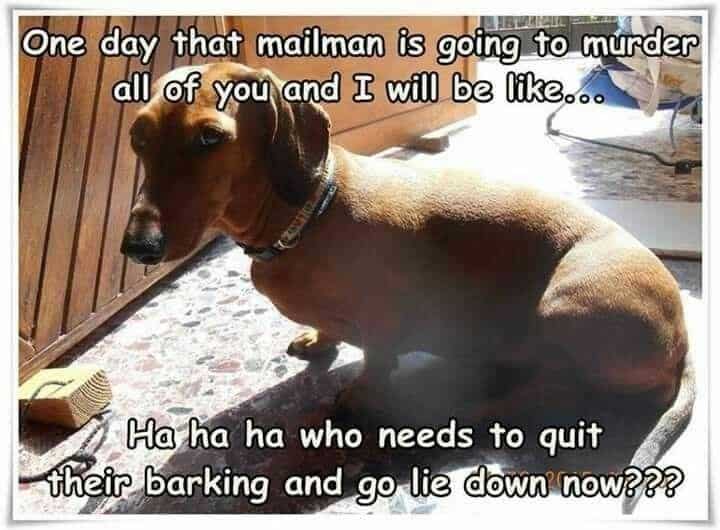 Weiner dog meme - one day that mailman is going to murder all of you and i will be like... Ha ha ha who needs to quit their barking and go lie down now