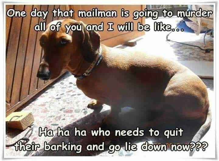 Weiner Dog Meme - One day that mailman is going to murder all of you and I will be like... Ha ha ha who needs to quit their barking and go lie down now