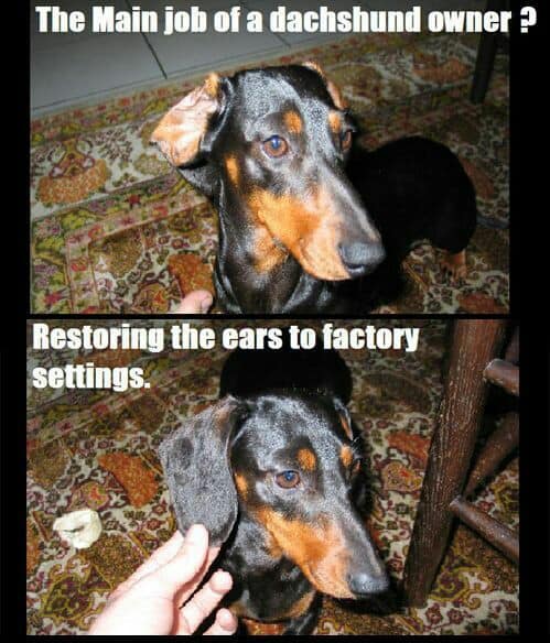 Weiner Dog Meme - The main job of a dachshund owner. Restoring the ears to factory settings.