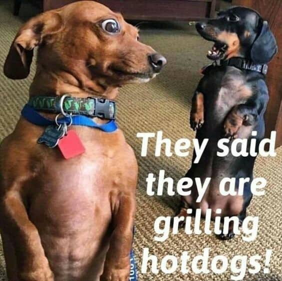 Weiner dog meme - they said they are grilling hotdogs!