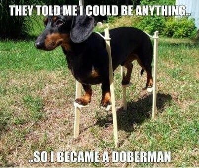 Weiner Dog Meme - They told me that I couold be anything... So I became a doberman