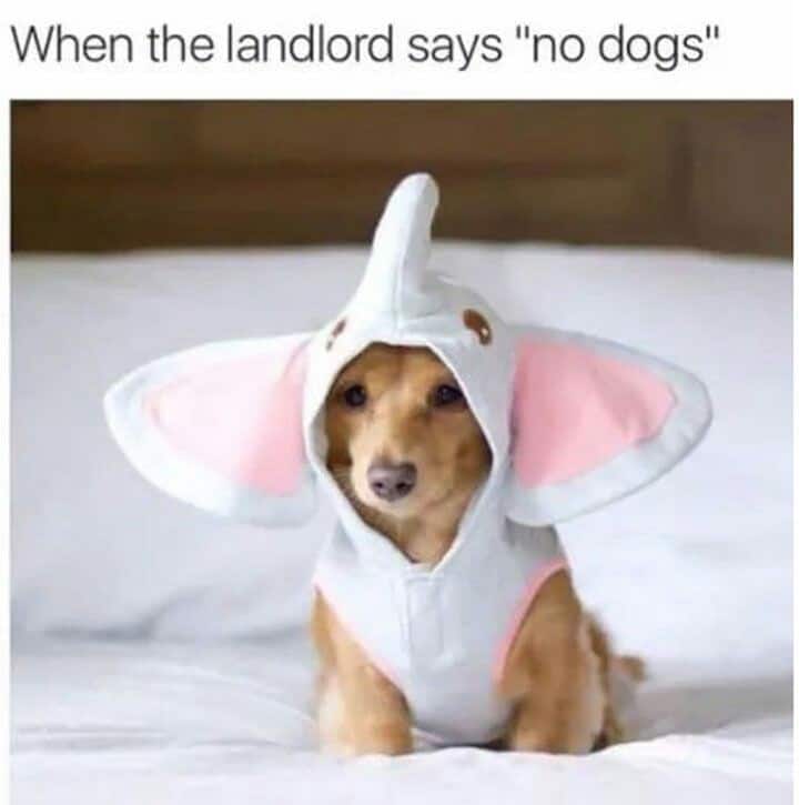 Weiner dog meme - when the landlord says 'no dogs'