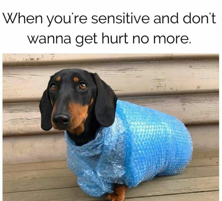Weiner dog meme - when you're sensitive and don't wanna get hurt no more.