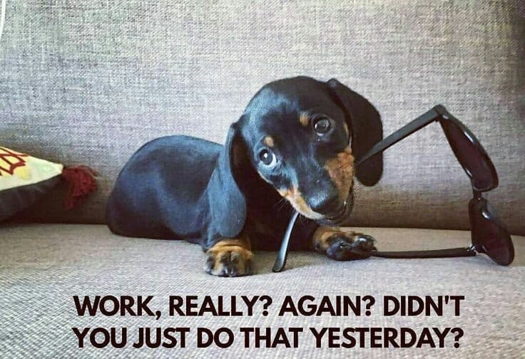 Weiner dog meme - work, really. Again. Didn't you just do that yesterday