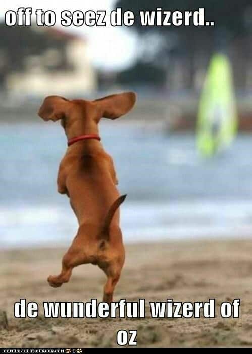 Weiner dog meme - off to seez de wizerd.. De wuderful wizerd of oz