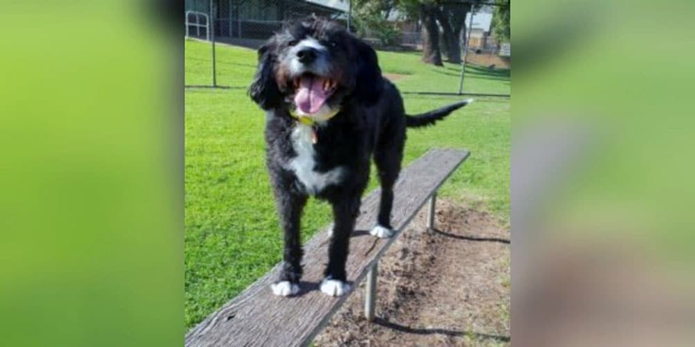 51 Poodle Mix Breeds 51 Poodle Mix Breeds