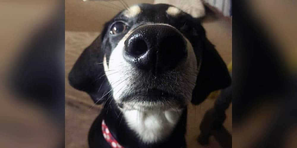 Hound Lab Mix Facts