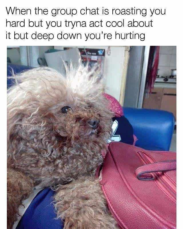 Poodle meme - when the group chat is roasting you hard but you tryna act cool about it but deep down you're hurting