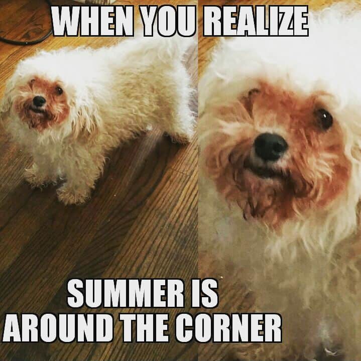 Poodle meme - when you realize summer is around the corner