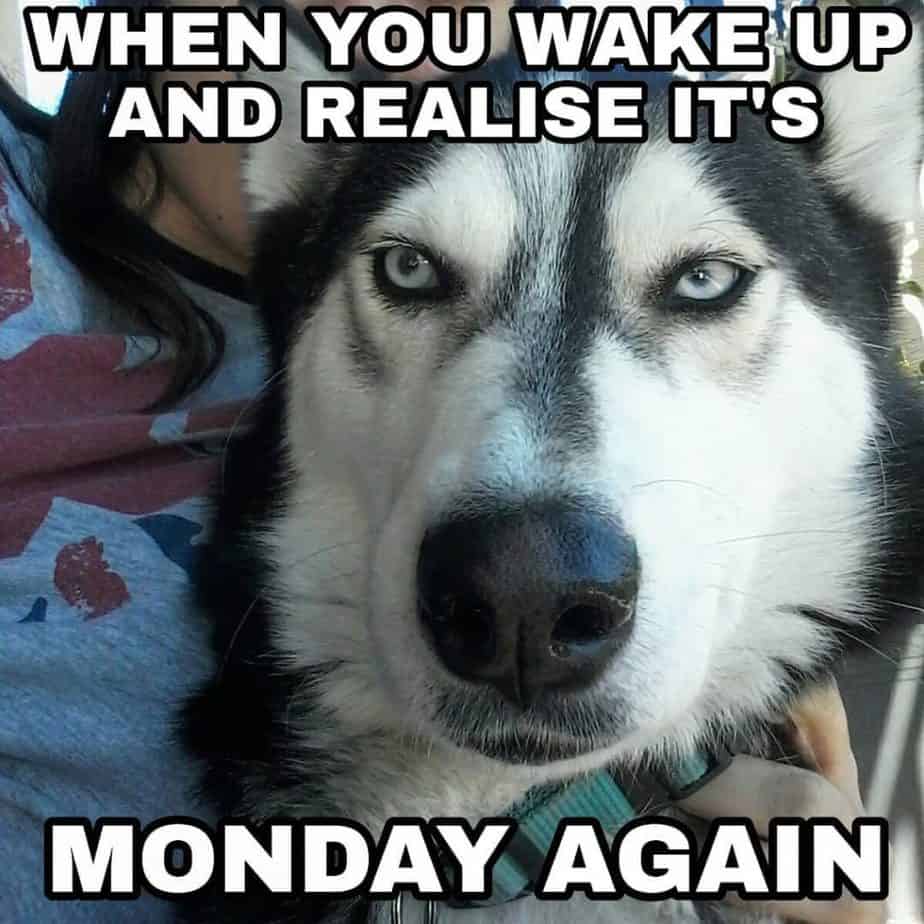 Husky meme - when you wake up and realise it's monday again