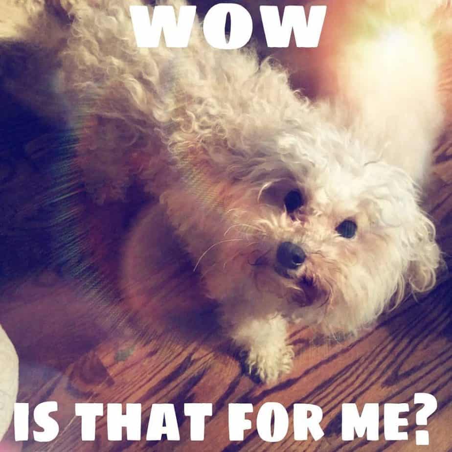 Poodle Meme - Wow is that for me