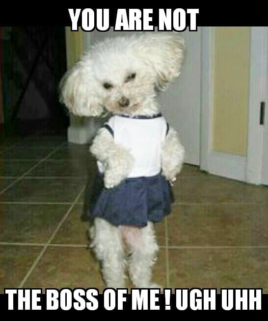 Poodle meme - you are not the boss of me ugh uhh