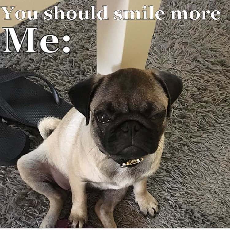 You want yours licked or not licked - Pug Meme