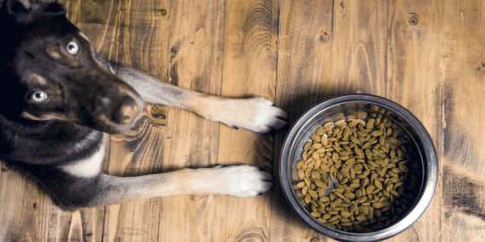 Life abundance dog food