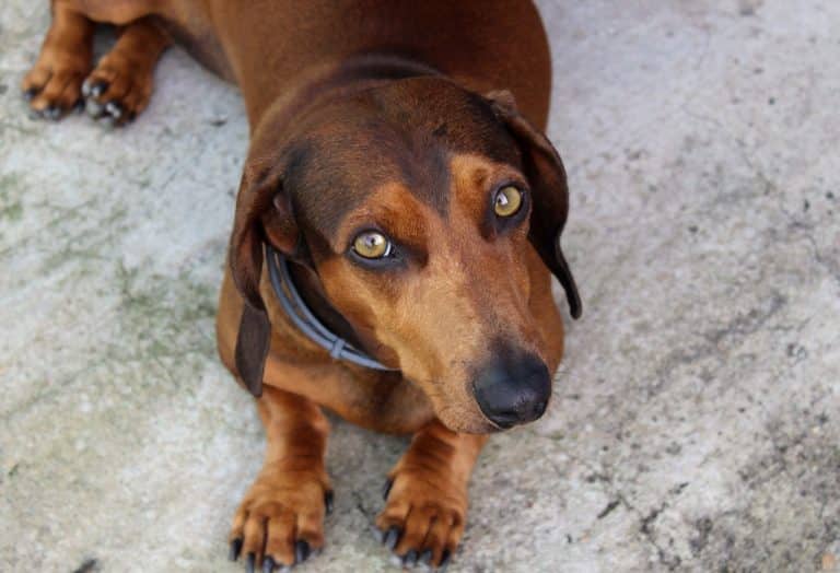 Dachshund: the ultimate guide of the famous sausage dog