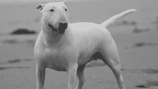 Bull-terrier