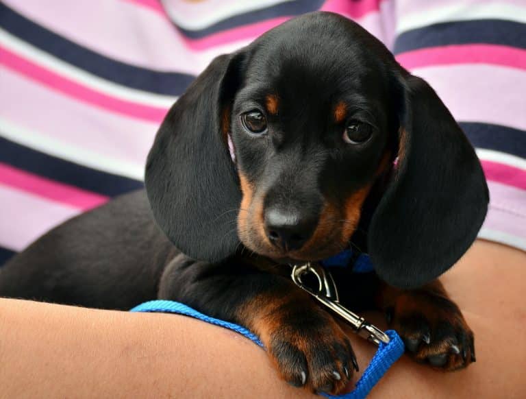 Dachshund: the ultimate guide of the famous sausage dog