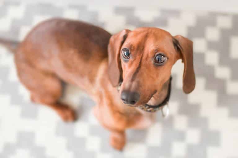 Close up photography of dachshund 895257 768x512 1