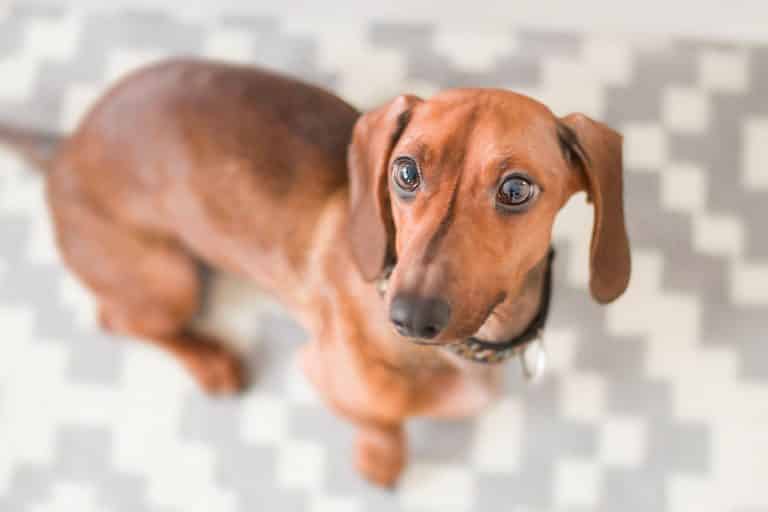 Dachshund: the ultimate guide of the famous sausage dog