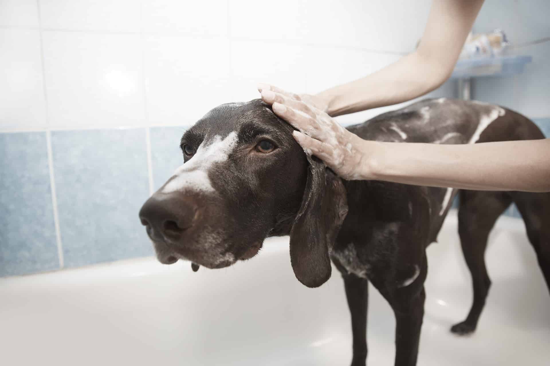 Top 10 facts about your dog's grooming