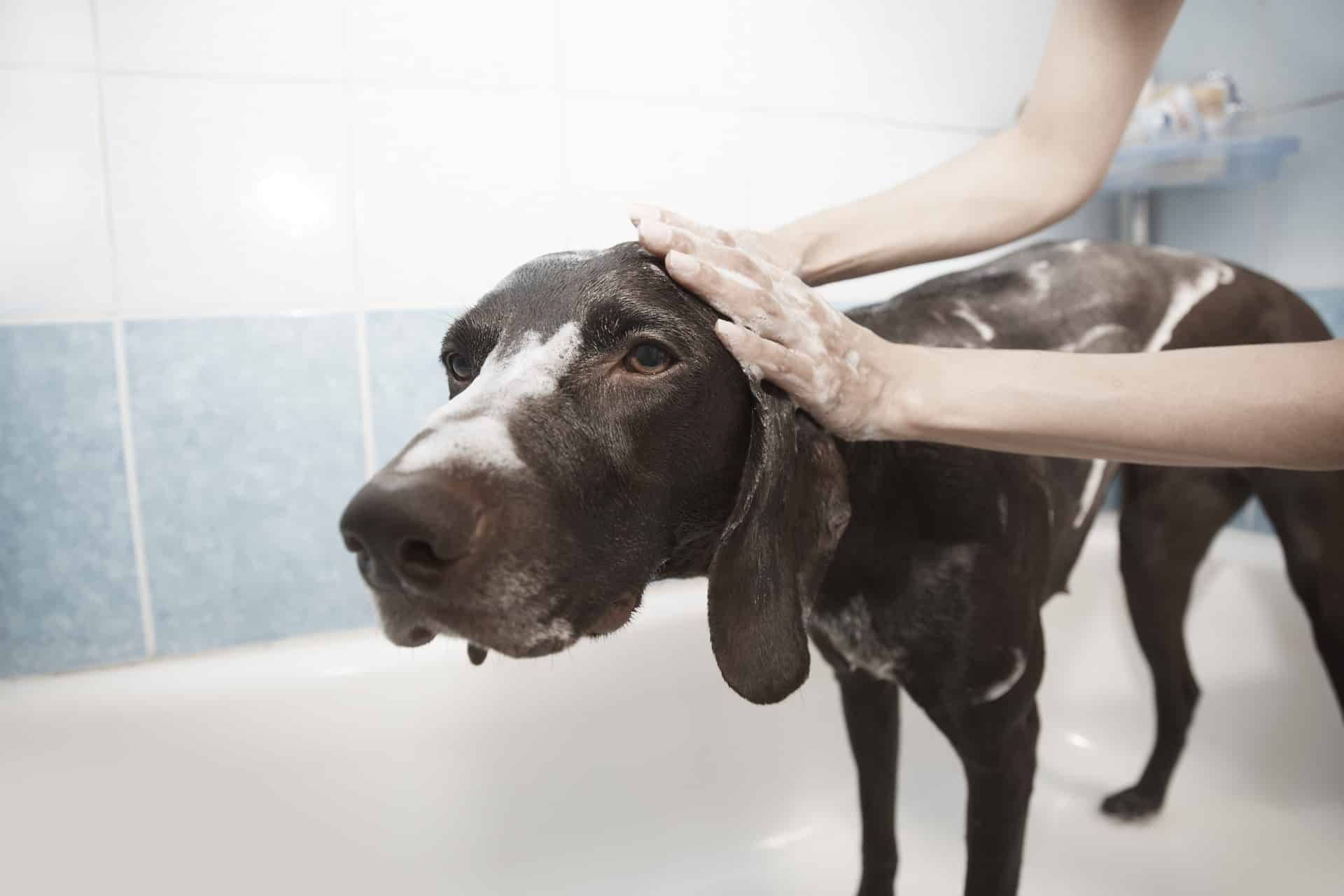 Top 10 Facts About Your Dog's Grooming